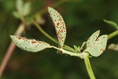 Uromyces anthyllidis