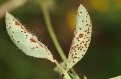 Uromyces anthyllidis