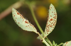 Uromyces anthyllidis