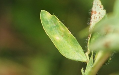 Uromyces anthyllidis