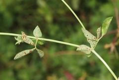 Uromyces anthyllidis