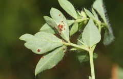 Uromyces anthyllidis
