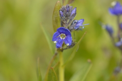 Veronica cusickii
