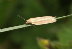 Clepsis leucaniana