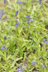 Veronica cusickii