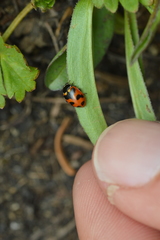 Hippodamia oregonensis