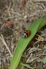 Hippodamia oregonensis