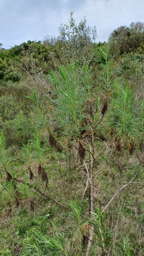 Image of Senecio brasiliensis by (c) Agustina Medina, some rights reserved (CC BY)