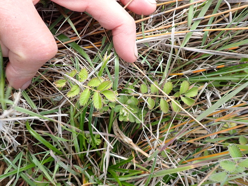 Image of New Zealand Silverweed (Argentina anserinoides) by (c) Arnim Littek, some rights reserved (CC BY)
