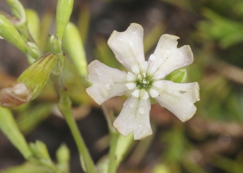 Silene hawaiiensis observed 2024-07-30