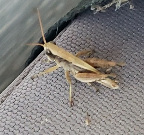 Melanoplus ouachita