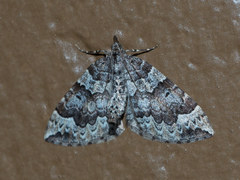 Eulithis destinata