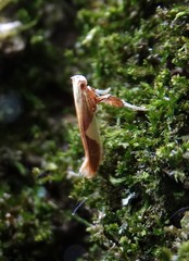 Caloptilia packardella
