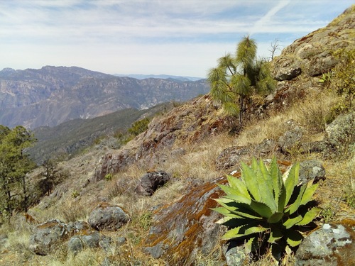 Agave wocomahi
