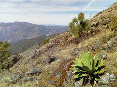 Agave wocomahi