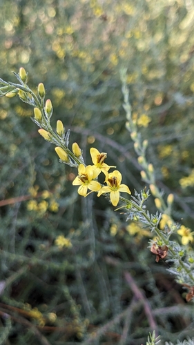 Image of Seymeria cassioides by (c) Kiany Perez, some rights reserved (CC BY)