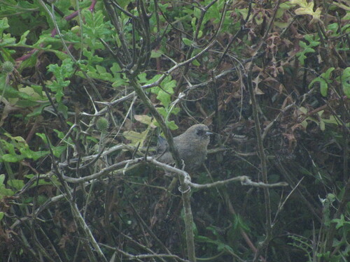 Dusky Tapaculo (Scytalopus fuscus), photo 4