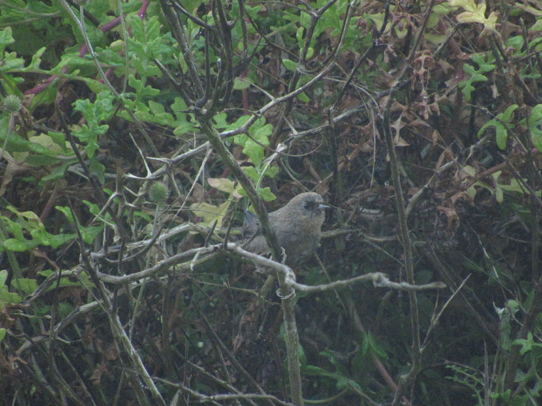 Dusky Tapaculo (Scytalopus fuscus), photo 4