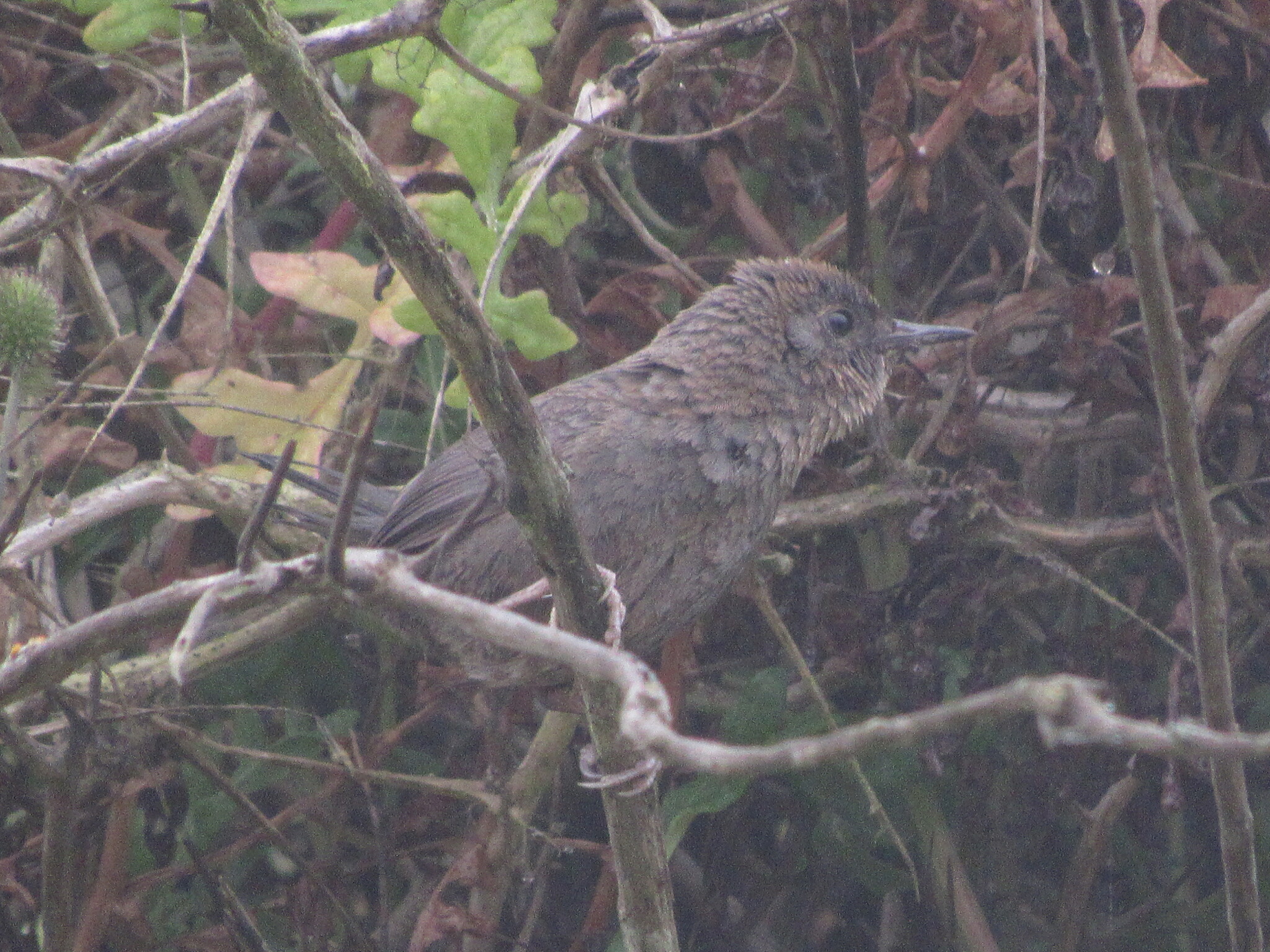 Dusky Tapaculo (Scytalopus fuscus), photo 3