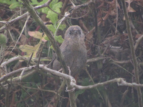 Dusky Tapaculo (Scytalopus fuscus), photo 8