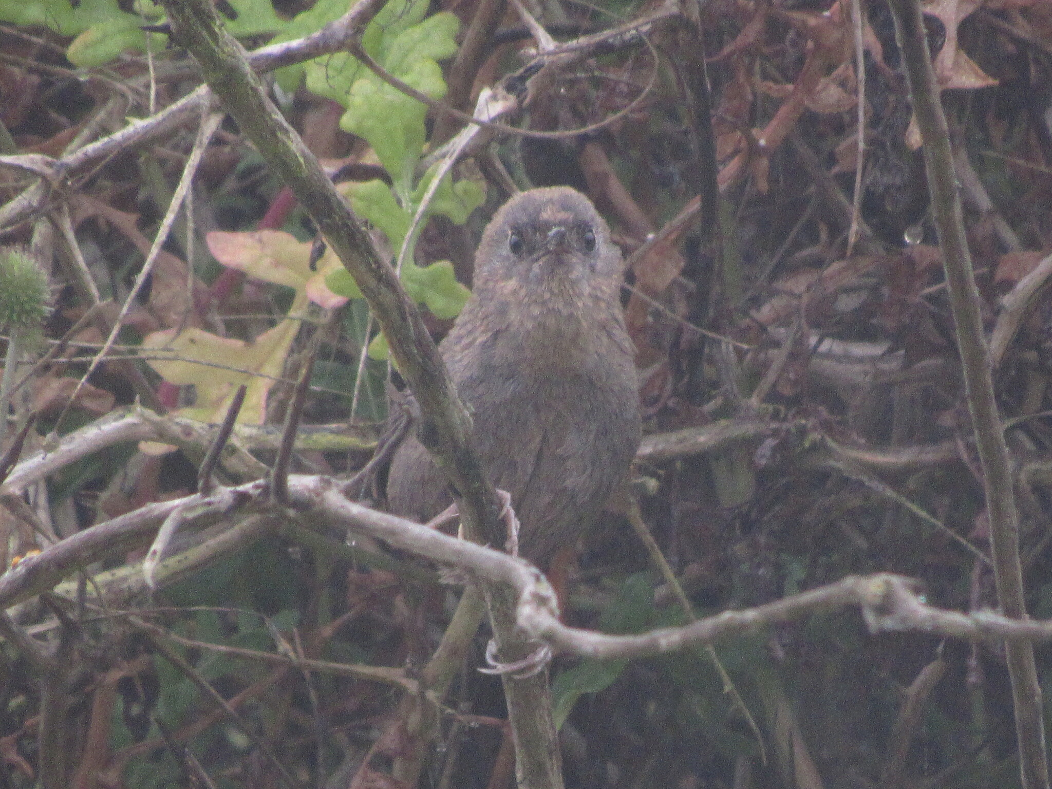 Dusky Tapaculo (Scytalopus fuscus), photo 5
