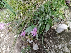 Psephellus sibiricus