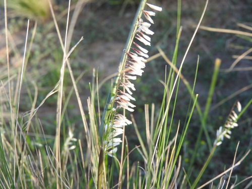Melica brasiliana observed 2024-10-10