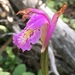Arethusa bulbosa - Photo (c) Derek, algunos derechos reservados (CC BY)