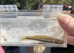 Broadstripe Topminnow photo 4