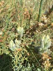 Chloropyron molle molle