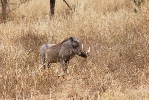 Phacochoerus africanus