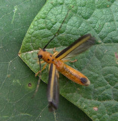 Oberea tripunctata