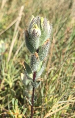 Chloropyron molle molle