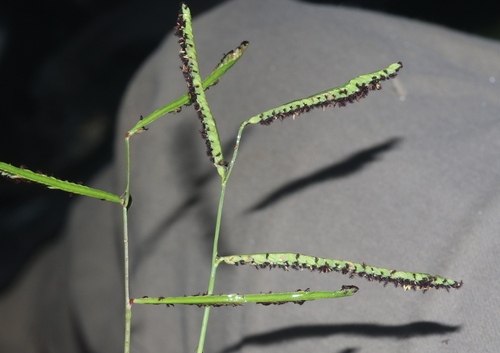 Paspalum jesuiticum observed 2024-07-30