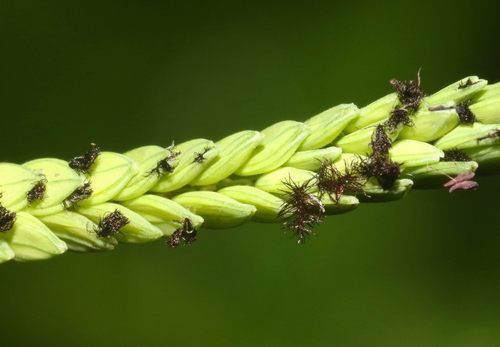 Paspalum jesuiticum observed 2024-07-30
