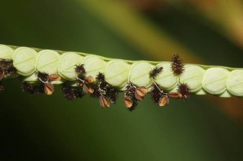 Paspalum scrobiculatum observed 2024-07-30