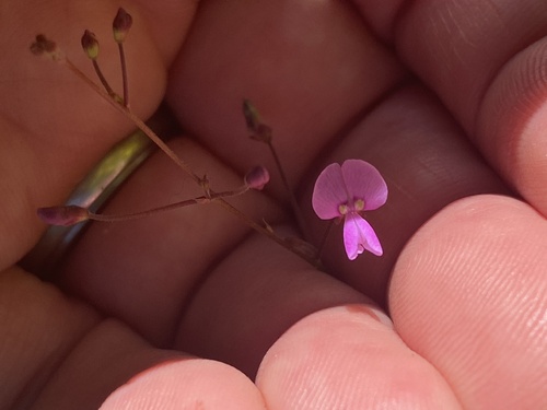 Image of Desmodium marilandicum by (c) Mark Eanes, some rights reserved (CC BY)
