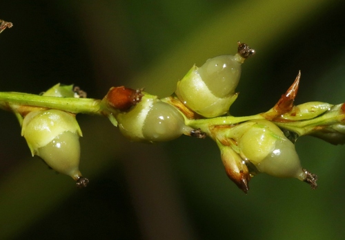 Scleria testacea observed 2024-07-30