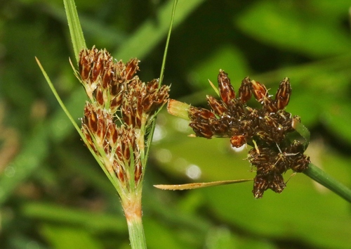 Fimbristylis dichotoma observed 2024-07-30