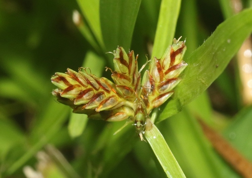 Cyperus sanguinolentus observed 2024-07-30
