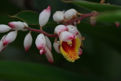 Alpinia zerumbet