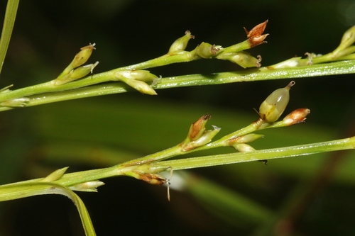 Scleria testacea observed 2024-07-30