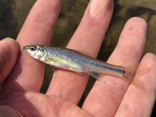 Spottail Shiner