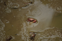 Minuca ecuadoriensis
