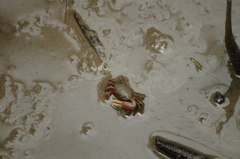 Minuca ecuadoriensis