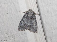 Acronicta modica