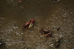 Minuca ecuadoriensis