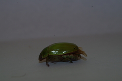 Platycoelia marginata