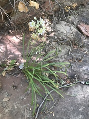 Anticlea elegans elegans