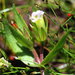 Gratiola ebracteata - Photo (c) David Hofmann, algunos derechos reservados (CC BY-NC-ND)